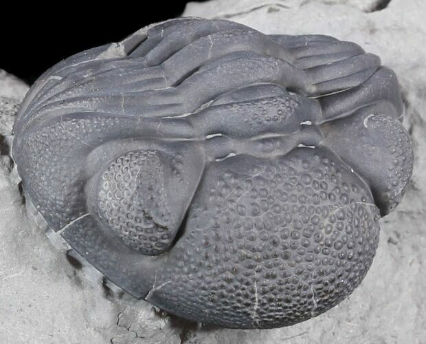 Enrolled Eldredgeops (Phacops) Trilobite - New York #50288